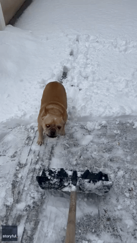 Excited Bulldog Thinks Shoveling Snow Is a Game