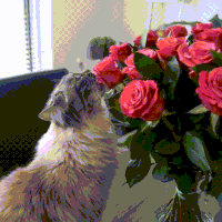 roses treats GIF