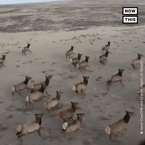 Run Running GIF by NowThis