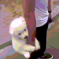 dog GIF