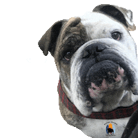 English Bulldog What Sticker by Southern California Bulldog Rescue