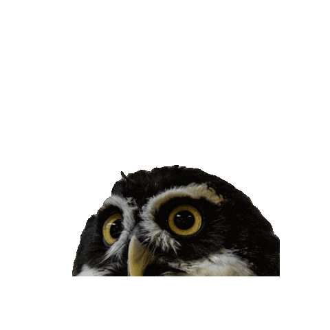 Spectacled Owl Sticker by Valley Zoo Development Society