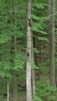 ‘Wait for Me!’: Determined Porcupine Follows Its Mom up New Hampshire Tree