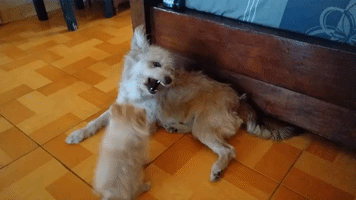 Playful Pomeranian Puppy Winds Up Her Big Sister