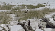 Ytg GIF by Young The Giant