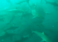 Hungry Sharks Gather Around Sardines