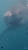 Diver Has Close Encounter with Great White Shark