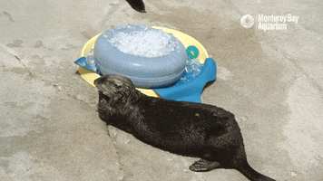 Sea Otter Nom GIF by Monterey Bay Aquarium