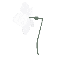 Flower Boho Sticker