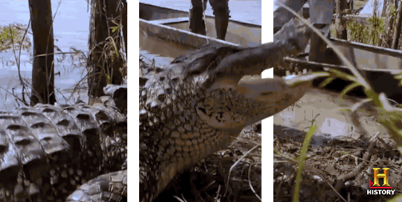 GIF by Swamp People