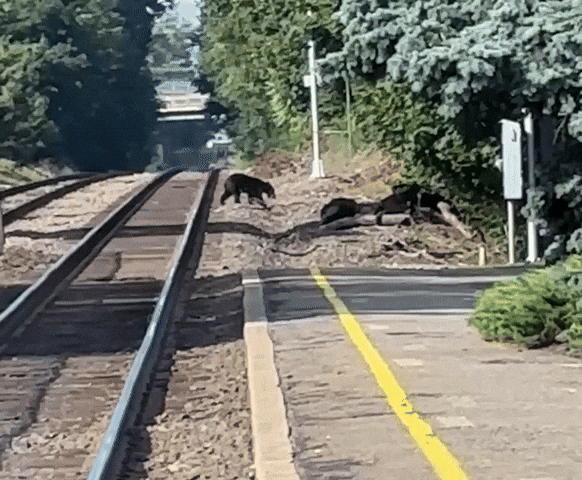 lauraocchipintic71a giphyupload GIF