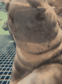 Good Morning Hello GIF by John Ball Zoo