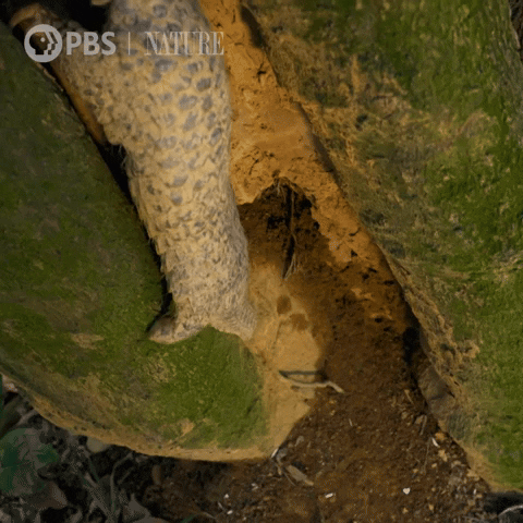 Falls Pbs Nature GIF by Nature on PBS