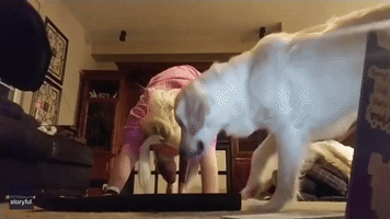 Downward Dog: Service Dog Sweetly Interrupts Yoga Routine