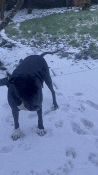 Dog Playing GIF