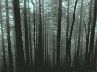 pacific northwest mood GIF