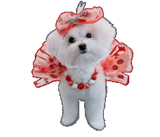 Happy Te Amo Sticker