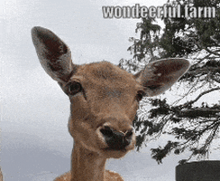 wondeerfulfarm animals wildlife deer sniffing GIF