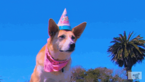 Happy Birthday Celebration GIF by DOGTV