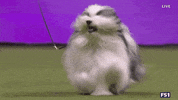 Dogs GIF by Westminster Kennel Club