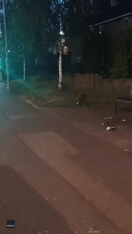 Nocturnal Fox Plays With a Ball on a Quiet London Street