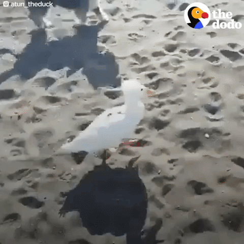 duck GIF by The Dodo