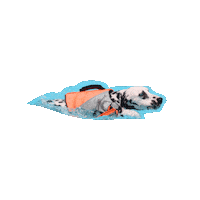 Sera Sticker