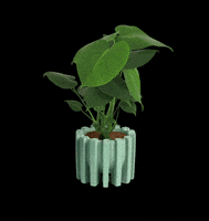 MuyBonito plants plantas monstera bonito GIF