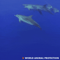 Water Swimming GIF by World Animal Protection