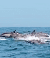 Smz Dolphins Swimming GIF