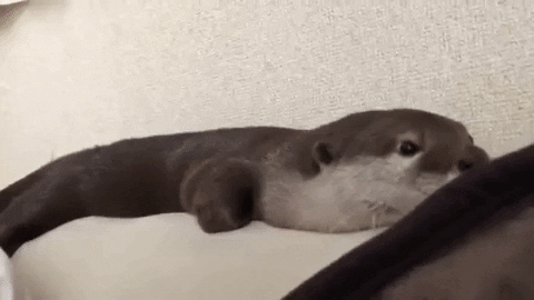 andcallmeshirley giphygifmaker tired sleep adorable GIF