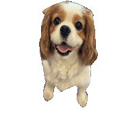 Cavalierkingcharlesspaniel Sticker