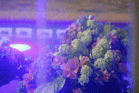 thebachelorau the bachelor au the bachelor australia GIF