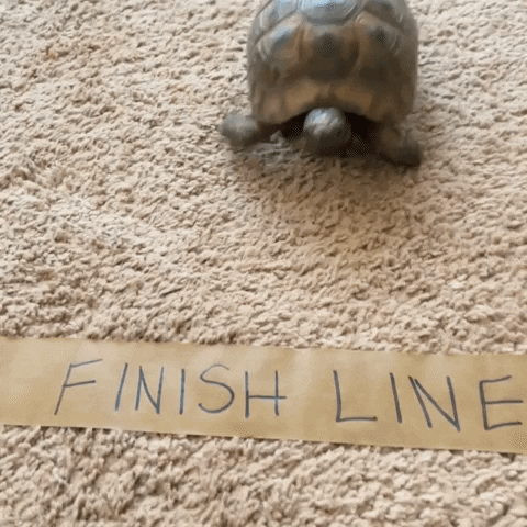 Friday Feeling GIF by Not One More Vet