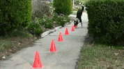 wow GIF