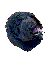 Black Dog Doodle Sticker by ripleyandrue