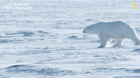 Polar Bear Snow GIF by National Geographic Channel
