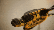 Biology Pbs Ds GIF by PBS Digital Studios