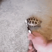 Happy Wiggling GIF by JustViral