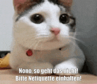 unsereoebb cat katze oebb weltkatzentag GIF