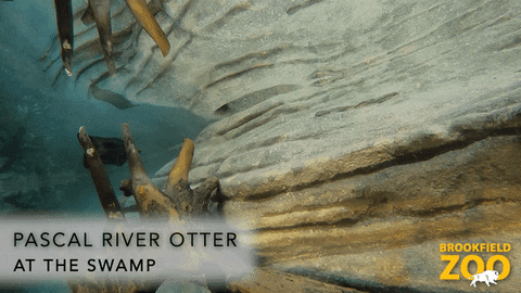 River Otter Swimming GIF by Brookfield Zoo