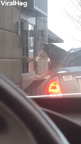 Dog Eats Pupcup Directly From Baristas Hand