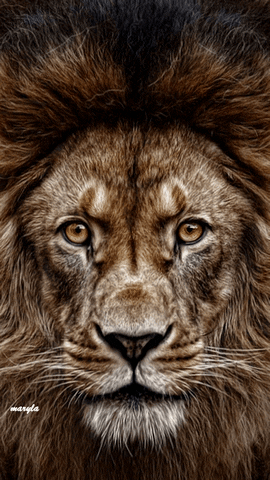 lion GIF