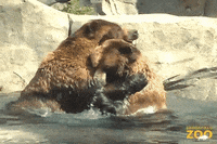 Grizzly Bear Wrestling GIF by Brookfield Zoo Chicago