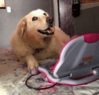 Dog Flop GIF