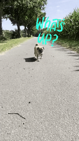 Dog Hello GIF