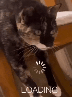 Puddles The Cat GIF