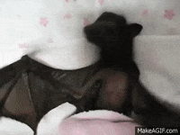 bat GIF