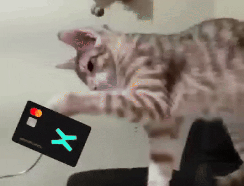 Cat GIF by MultiversX
