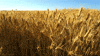 field GIF